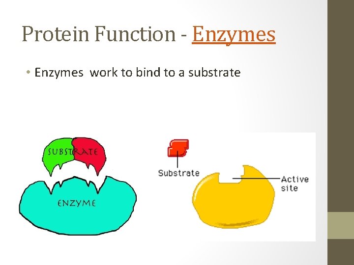 Protein Function - Enzymes • Enzymes work to bind to a substrate 