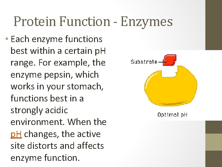 Protein Function - Enzymes • Each enzyme functions best within a certain p. H