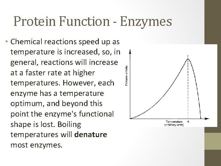 Protein Function - Enzymes • Chemical reactions speed up as temperature is increased, so,