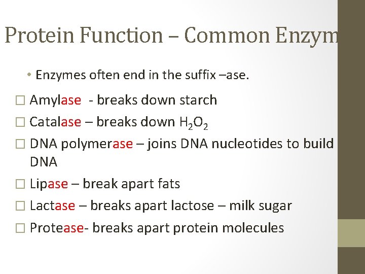 Protein Function – Common Enzymes • Enzymes often end in the suffix –ase. �