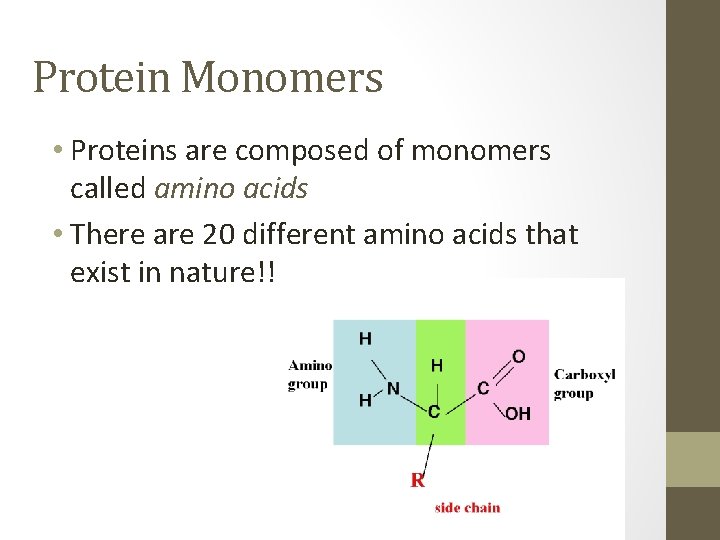 Protein Monomers • Proteins are composed of monomers called amino acids • There are