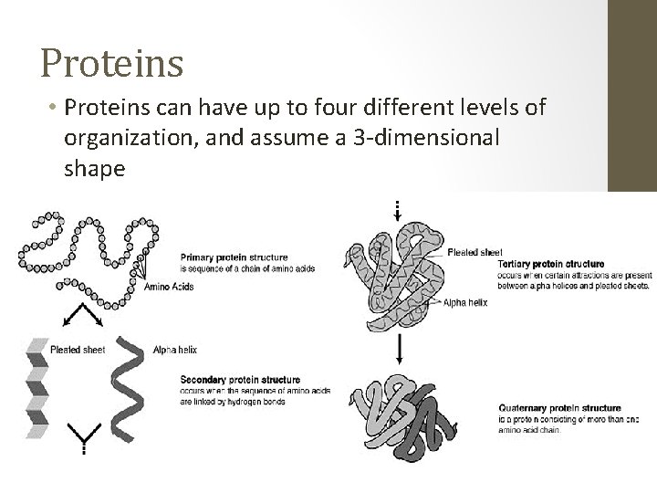 Proteins • Proteins can have up to four different levels of organization, and assume