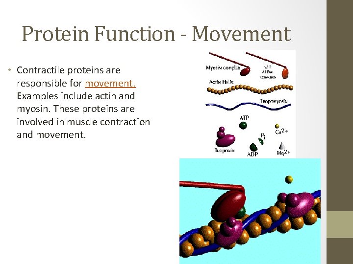 Protein Function - Movement • Contractile proteins are responsible for movement. Examples include actin