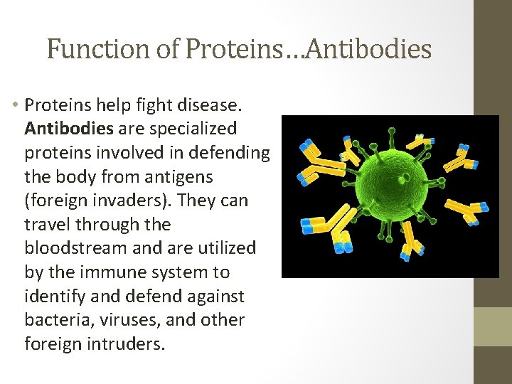 Function of Proteins…Antibodies • Proteins help fight disease. Antibodies are specialized proteins involved in