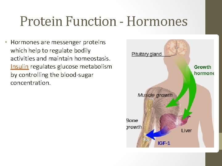 Protein Function - Hormones • Hormones are messenger proteins which help to regulate bodily
