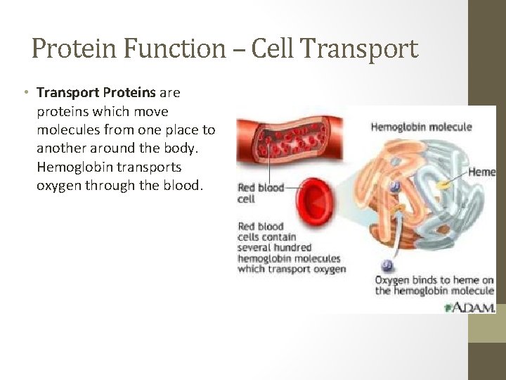 Protein Function – Cell Transport • Transport Proteins are proteins which move molecules from