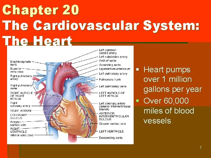 Chapter 20 The Cardiovascular System: The Heart § Heart pumps over 1 million gallons