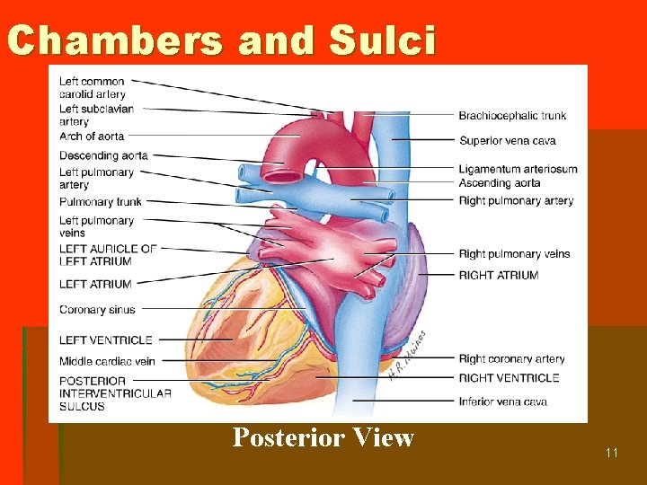 Chambers and Sulci Posterior View 11 