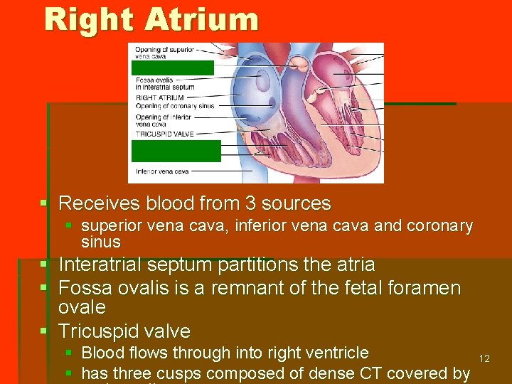 Right Atrium § Receives blood from 3 sources § superior vena cava, inferior vena