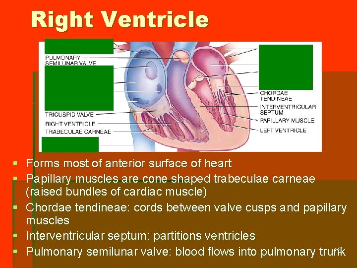Right Ventricle § Forms most of anterior surface of heart § Papillary muscles are