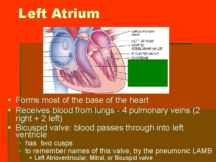 Left Atrium § Forms most of the base of the heart § Receives blood