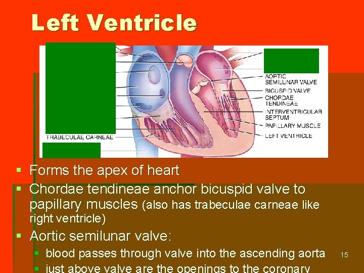 Left Ventricle § Forms the apex of heart § Chordae tendineae anchor bicuspid valve