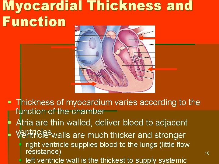 Myocardial Thickness and Function § Thickness of myocardium varies according to the function of