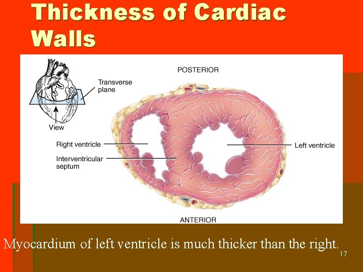 Thickness of Cardiac Walls Myocardium of left ventricle is much thicker than the right.
