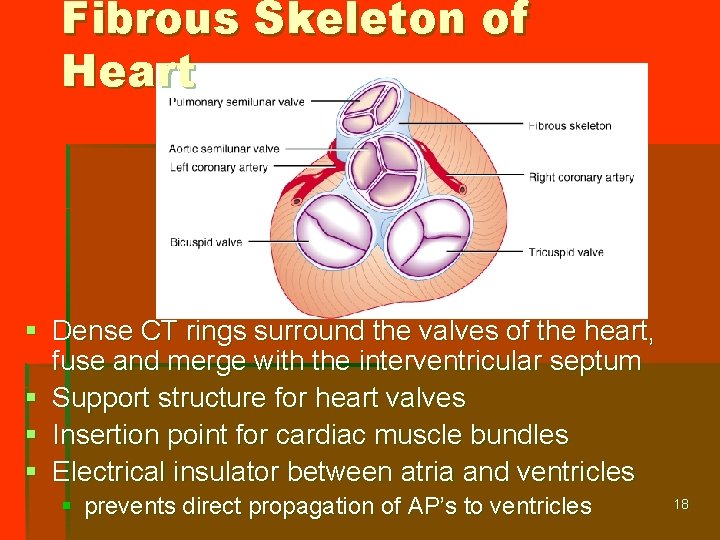 Fibrous Skeleton of Heart § Dense CT rings surround the valves of the heart,