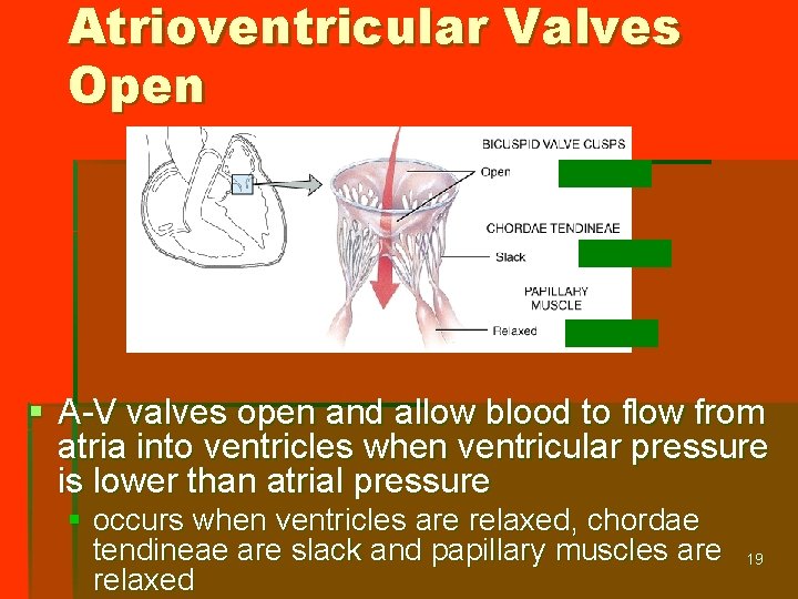 Atrioventricular Valves Open § A-V valves open and allow blood to flow from atria