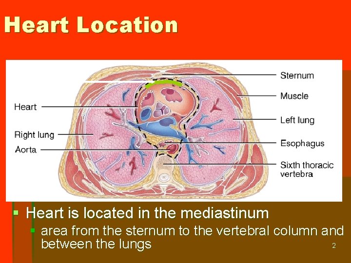 Heart Location Anterior surface of heart § Heart is located in the mediastinum §