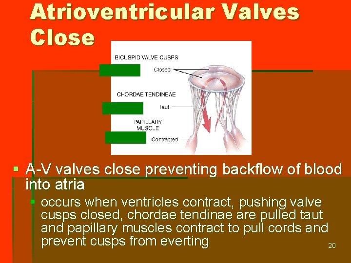 Atrioventricular Valves Close § A-V valves close preventing backflow of blood into atria §