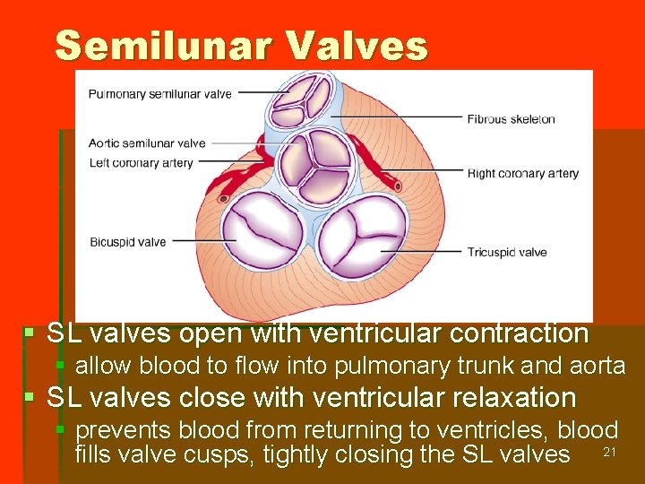 Semilunar Valves § SL valves open with ventricular contraction § allow blood to flow