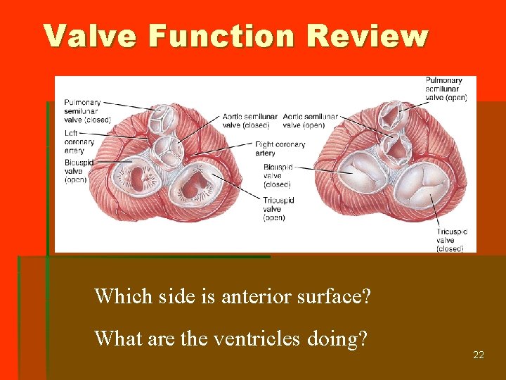 Valve Function Review Which side is anterior surface? What are the ventricles doing? 22