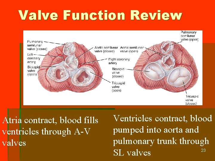 Valve Function Review Atria contract, blood fills ventricles through A-V valves Ventricles contract, blood