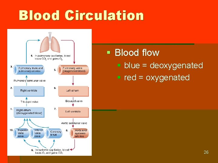 Blood Circulation § Blood flow § blue = deoxygenated § red = oxygenated 26