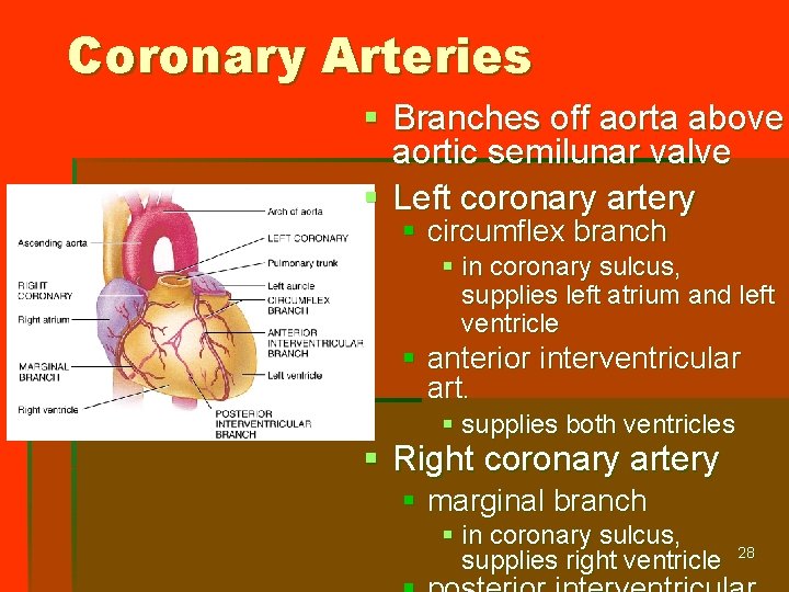 Coronary Arteries § Branches off aorta above aortic semilunar valve § Left coronary artery
