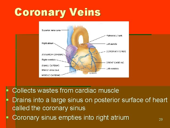 Coronary Veins § Collects wastes from cardiac muscle § Drains into a large sinus