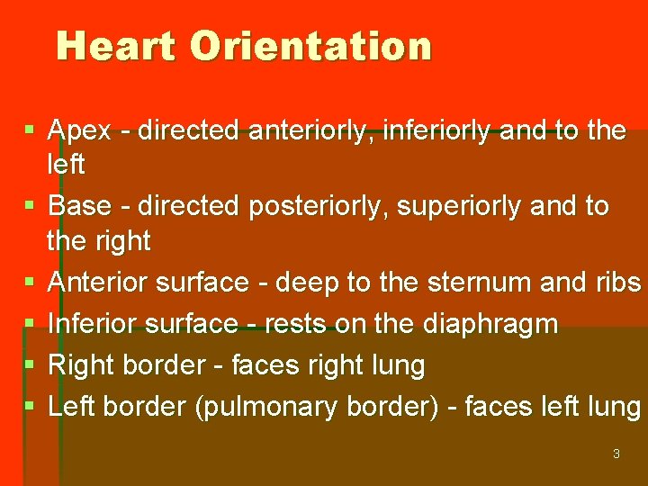 Heart Orientation § Apex - directed anteriorly, inferiorly and to the left § Base