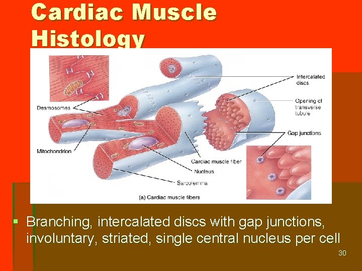 Cardiac Muscle Histology § Branching, intercalated discs with gap junctions, involuntary, striated, single central