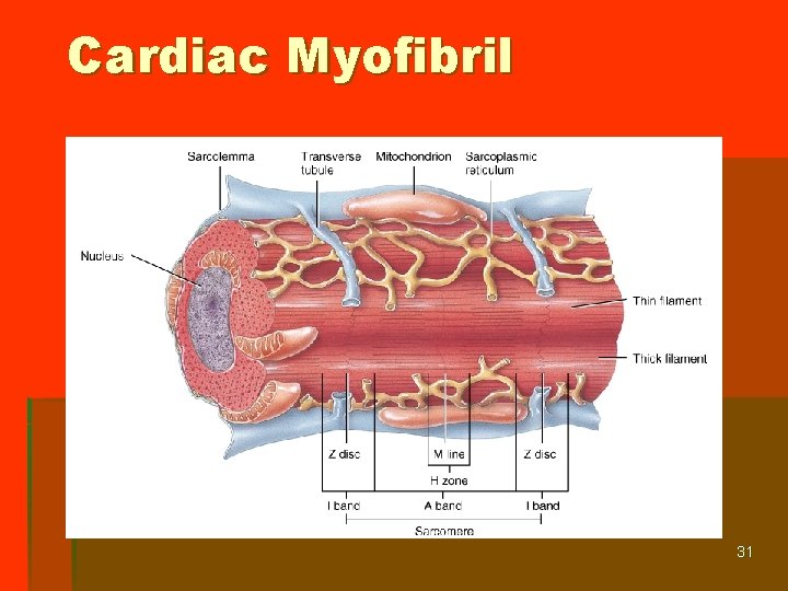 Cardiac Myofibril 31 