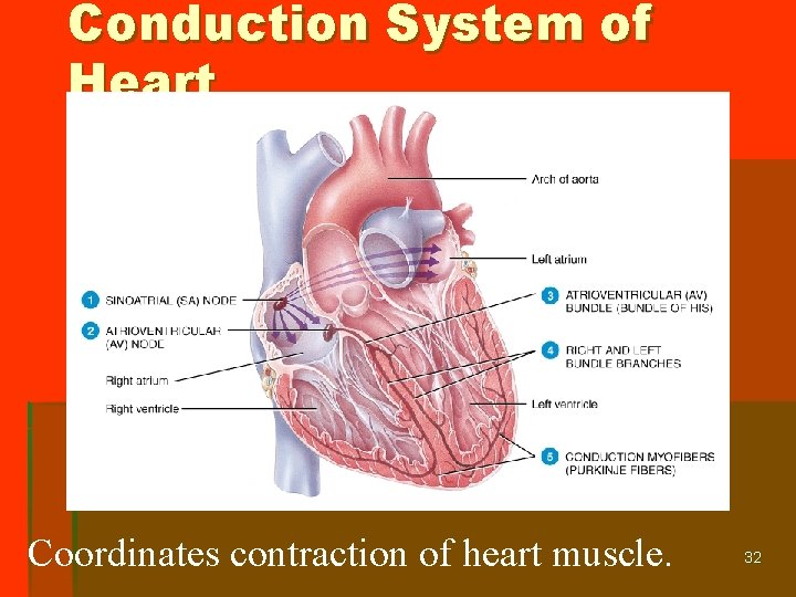 Conduction System of Heart Coordinates contraction of heart muscle. 32 