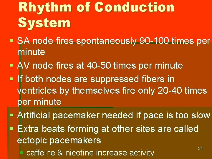 Rhythm of Conduction System § SA node fires spontaneously 90 -100 times per minute