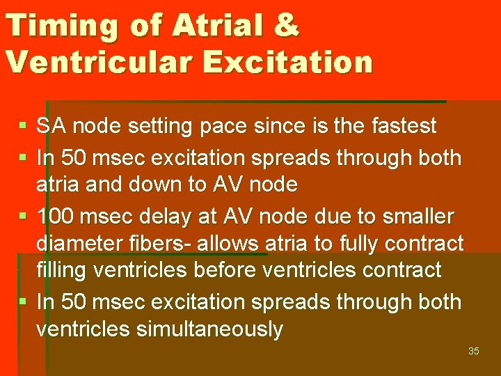 Timing of Atrial & Ventricular Excitation § SA node setting pace since is the