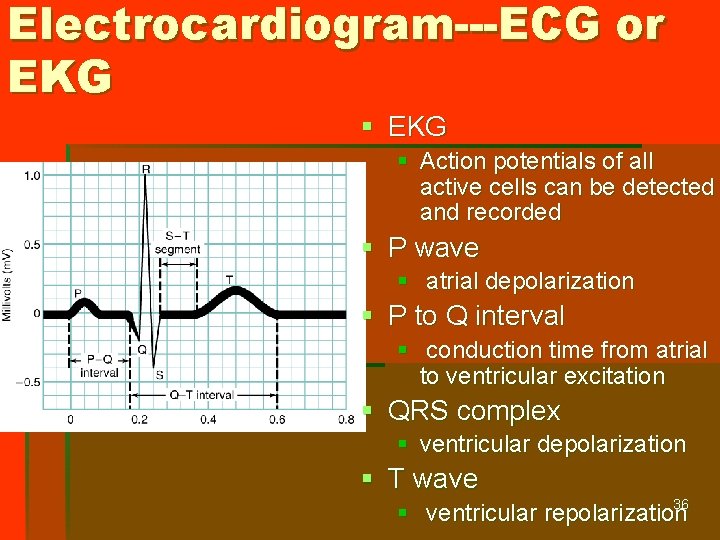 Electrocardiogram---ECG or EKG § Action potentials of all active cells can be detected and