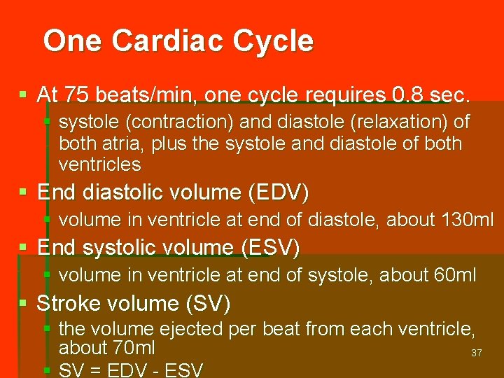 One Cardiac Cycle § At 75 beats/min, one cycle requires 0. 8 sec. §