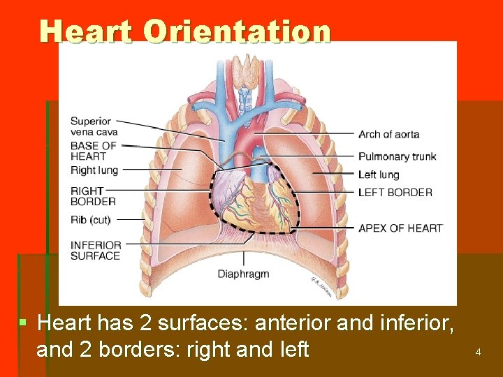 Heart Orientation § Heart has 2 surfaces: anterior and inferior, and 2 borders: right