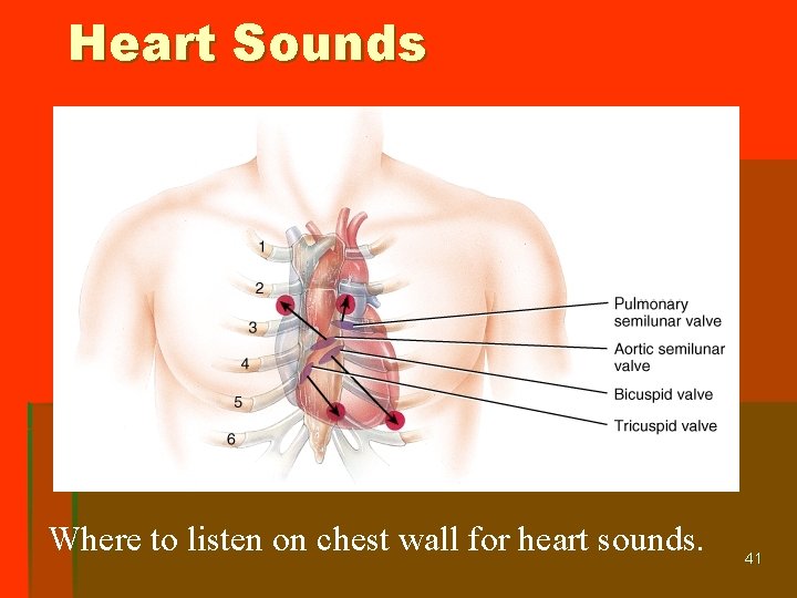 Heart Sounds Where to listen on chest wall for heart sounds. 41 