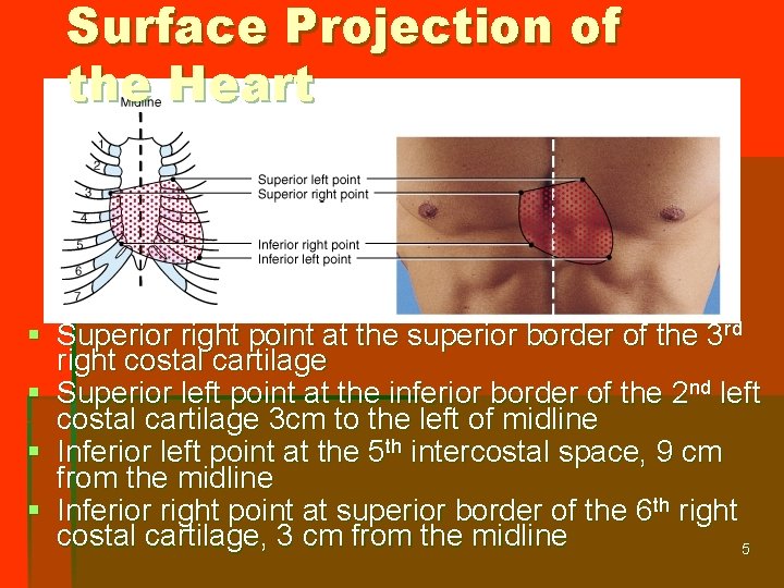 Surface Projection of the Heart § Superior right point at the superior border of