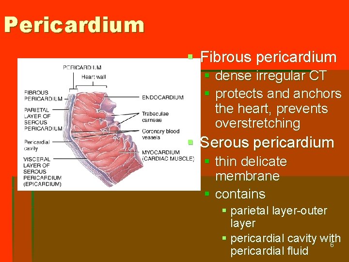 Pericardium § Fibrous pericardium § dense irregular CT § protects and anchors the heart,