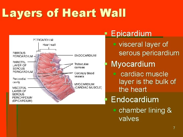 Layers of Heart Wall § Epicardium § visceral layer of serous pericardium § Myocardium