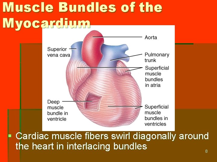 Muscle Bundles of the Myocardium § Cardiac muscle fibers swirl diagonally around the heart