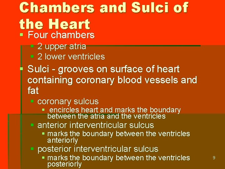 Chambers and Sulci of the Heart § Four chambers § 2 upper atria §