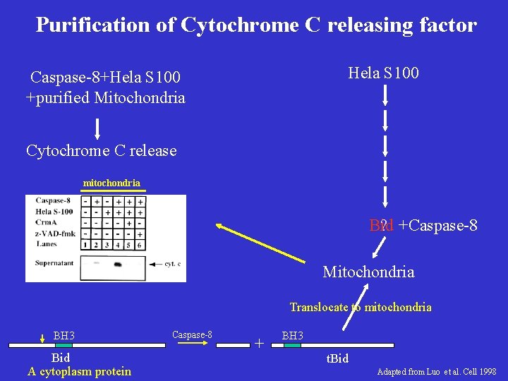 Purification of Cytochrome C releasing factor Hela S 100 Caspase-8+Hela S 100 +purified Mitochondria