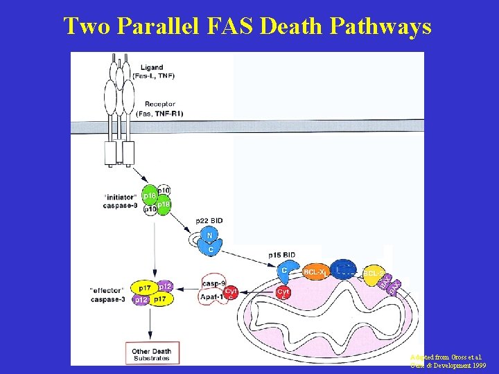 Two Parallel FAS Death Pathways Adapted from Gross et al. Gene & Development 1999