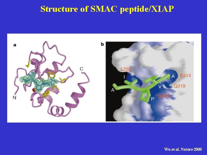 Structure of SMAC peptide/XIAP Wu et al. Nature 2000 