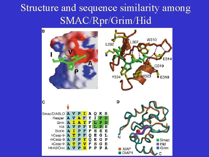 Structure and sequence similarity among SMAC/Rpr/Grim/Hid 