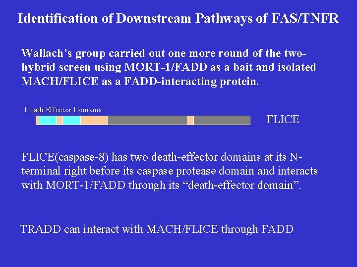 Identification of Downstream Pathways of FAS/TNFR Wallach’s group carried out one more round of