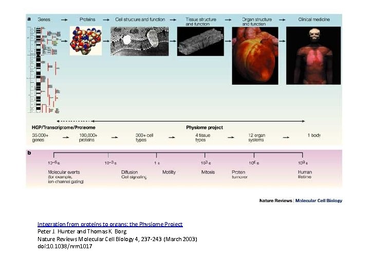 Integration from proteins to organs: the Physiome Project Peter J. Hunter and Thomas K. Integration from proteins to organs: the Physiome Project Peter J. Hunter and Thomas K.