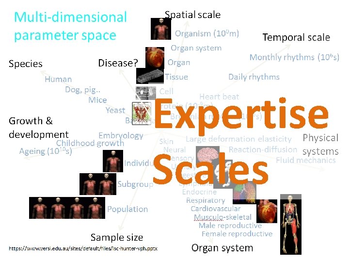 Expertise Scales Expertise Scales